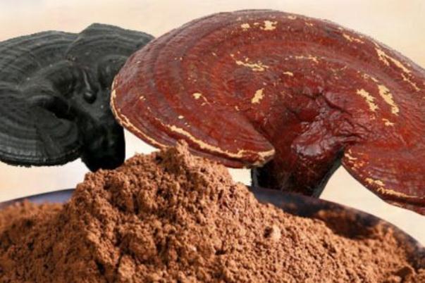 靈芝孢子粉是保健品還是藥物 靈芝孢子粉是怎么形成的 靈芝孢子粉是保健品還是藥物 靈芝孢子粉是怎么形成的