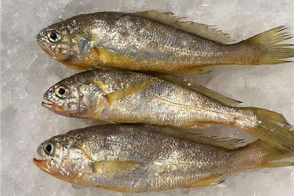 黃花魚和黃魚有什么區(qū)別 黃花魚和小黃魚是一種魚嗎
