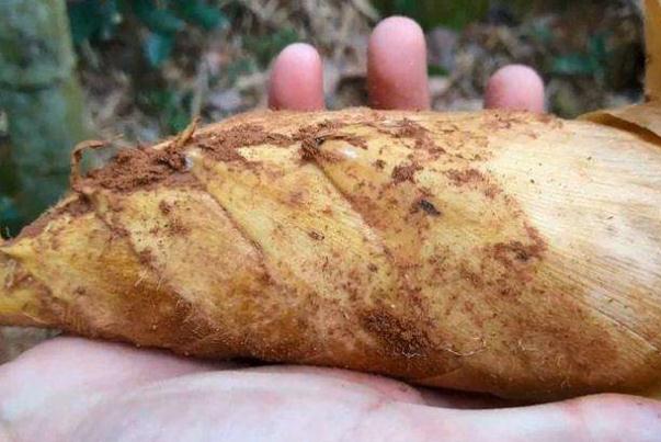 冬筍的功效和作用 冬筍每斤40元價(jià)格貴過(guò)肉