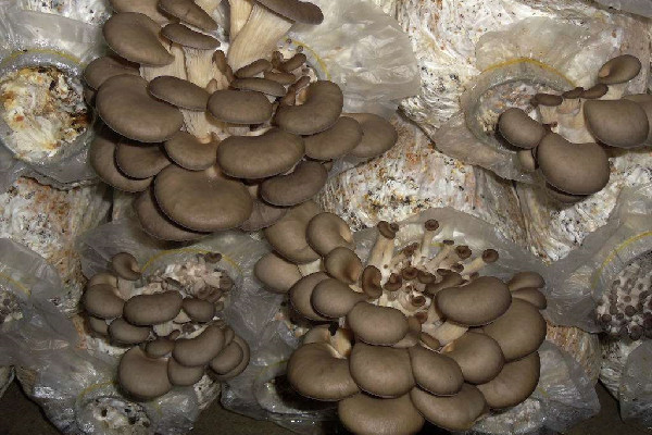 姬菇的功效和作用 姬菇可以煮湯嗎 姬菇的功效和作用 姬菇可以煮湯嗎