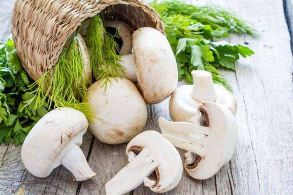 蘑菇可以隔夜吃嗎 蘑菇可以放冰箱保鮮嗎 蘑菇可以隔夜吃嗎 蘑菇可以放冰箱保鮮嗎