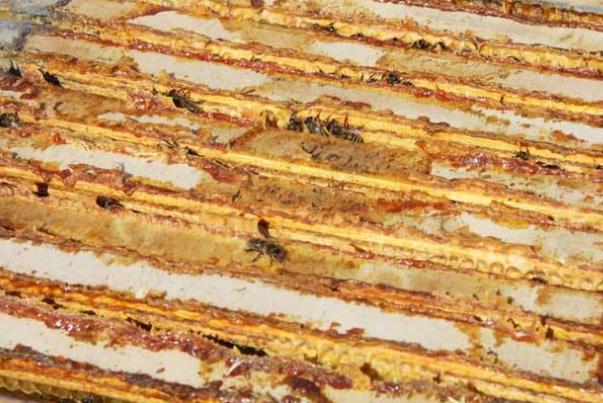 蜂膠要放冰箱保存嗎 蜂膠該如何保存 蜂膠要放冰箱保存嗎 蜂膠該如何保存