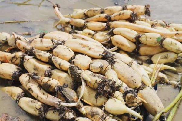 蓮藕要放冰箱保存嗎 蓮藕要焯水嗎 蓮藕要放冰箱保存嗎 蓮藕要焯水嗎