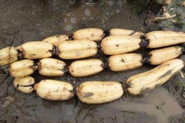 蓮藕怎么保存才新鮮不變黑 蓮藕的營養(yǎng)成分 蓮藕怎么保存才新鮮不變黑 蓮藕的營養(yǎng)成分