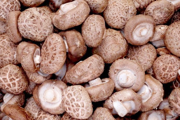 香菇能不能生吃 香菇?jīng)]熟吃了會怎么樣