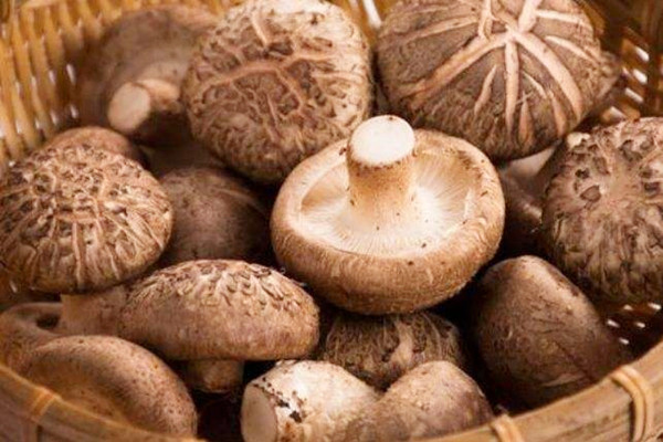 香菇可以放冰箱多久 香菇可以放冰箱冷凍嗎 香菇可以放冰箱多久 香菇可以放冰箱冷凍嗎