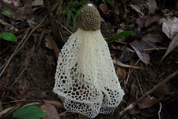 竹蓀要洗嗎 竹蓀怎么清洗沒有怪味 竹蓀要洗嗎 竹蓀怎么清洗沒有怪味