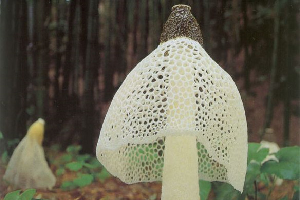 竹蓀味道怪怪的可以吃嗎 竹蓀變質是什么樣子 竹蓀味道怪怪的可以吃嗎 竹蓀變質是什么樣子