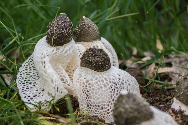 竹蓀燉湯什么時候放 竹蓀燉什么湯好喝 竹蓀燉湯什么時候放 竹蓀燉什么湯好喝