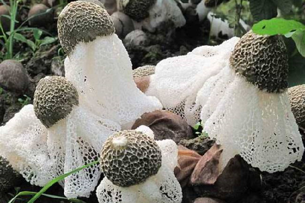 竹蓀哪些地方不能吃 竹蓀有裙子好還是無(wú)裙子好 竹蓀哪些地方不能吃 竹蓀有裙子好還是無(wú)裙子好