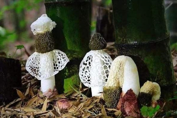 竹蓀哪些地方不能吃 竹蓀有裙子好還是無(wú)裙子好 竹蓀哪些地方不能吃 竹蓀有裙子好還是無(wú)裙子好