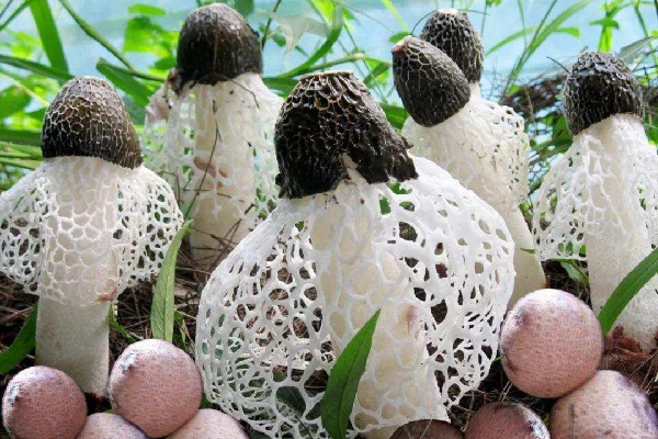 竹蓀燉湯什么時候放 竹蓀燉什么湯好喝 竹蓀燉湯什么時候放 竹蓀燉什么湯好喝