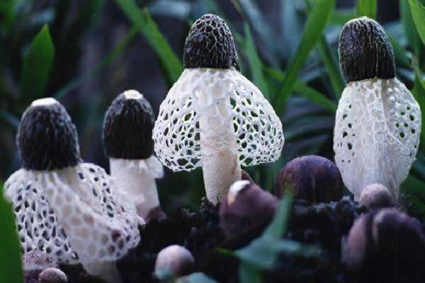 竹蓀味道怪怪的可以吃嗎 竹蓀變質是什么樣子 竹蓀味道怪怪的可以吃嗎 竹蓀變質是什么樣子