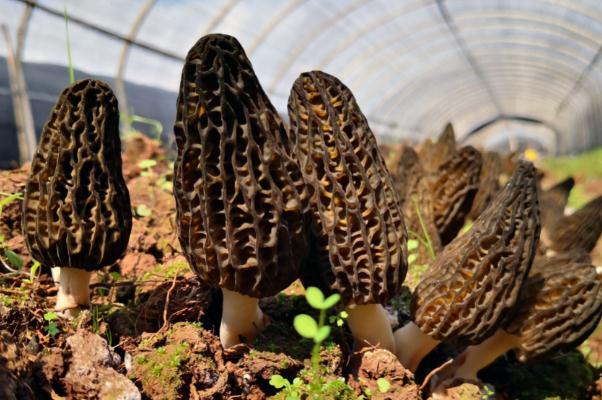 羊肚菌是蘑菇類嗎 羊肚菌是竹蓀菌嗎 羊肚菌是蘑菇類嗎 羊肚菌是竹蓀菌嗎