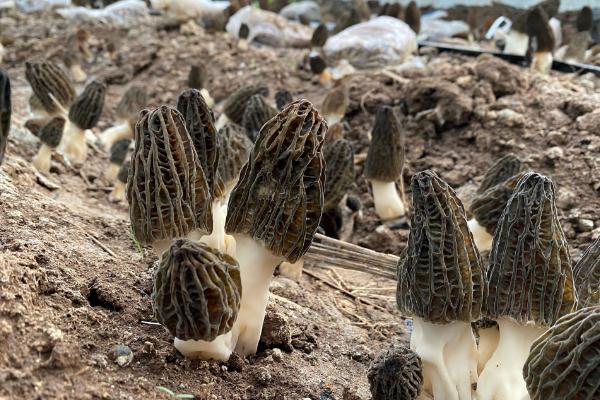 羊肚菌是蘑菇類嗎 羊肚菌是竹蓀菌嗎 羊肚菌是蘑菇類嗎 羊肚菌是竹蓀菌嗎
