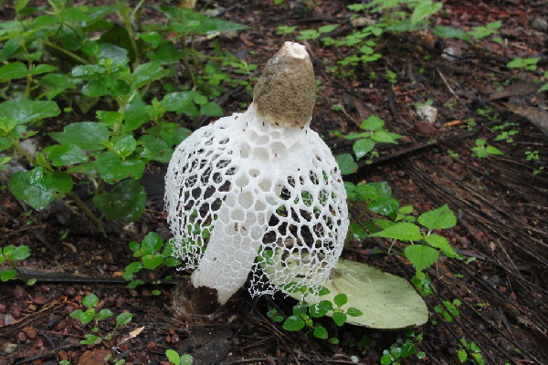 竹蓀是哪里的特產(chǎn) 竹蓀什么顏色的比較好 竹蓀是哪里的特產(chǎn) 竹蓀什么顏色的比較好