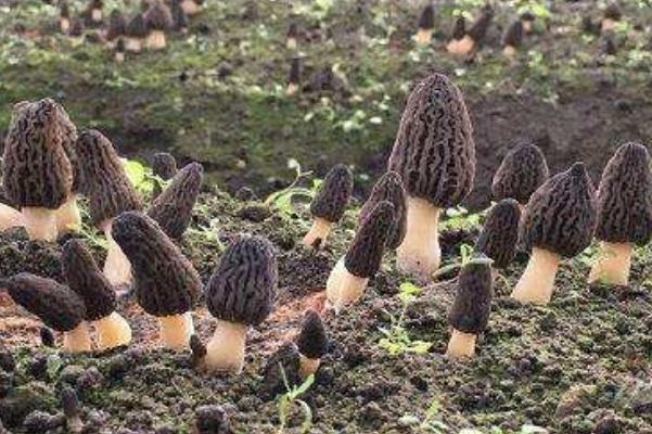 羊肚菌哪里產(chǎn)的最好 羊肚菌的食用方法 羊肚菌哪里產(chǎn)的最好 羊肚菌的食用方法