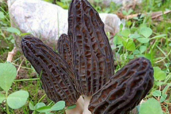 羊肚菌孕婦可以吃嗎 羊肚菌孕婦一次放幾個(gè) 羊肚菌孕婦可以吃嗎 羊肚菌孕婦一次放幾個(gè)