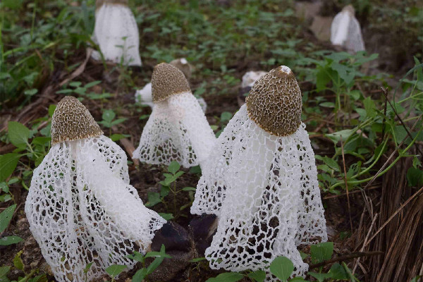 竹蓀是哪里的特產(chǎn) 竹蓀什么顏色的比較好 竹蓀是哪里的特產(chǎn) 竹蓀什么顏色的比較好