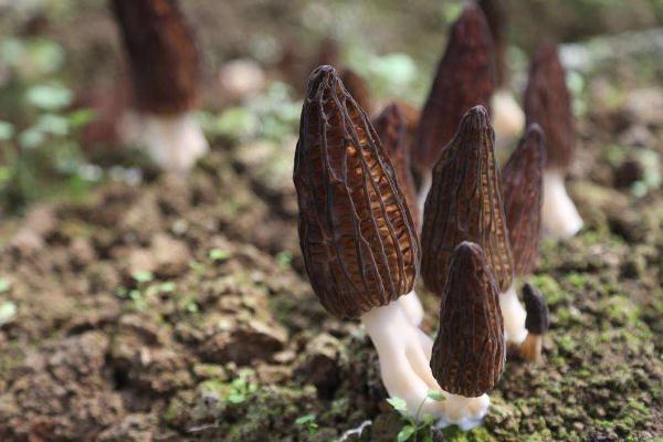 羊肚菌是大的好還是小的好 羊肚菌是什么味道 羊肚菌是大的好還是小的好 羊肚菌是什么味道