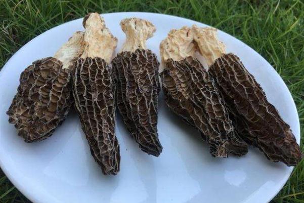 羊肚菌是蘑菇類嗎 羊肚菌是竹蓀菌嗎 羊肚菌是蘑菇類嗎 羊肚菌是竹蓀菌嗎