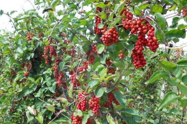 五味子有保肝護(hù)肝的作用嗎 五味子治肝病嗎 五味子有保肝護(hù)肝的作用嗎 五味子治肝病嗎