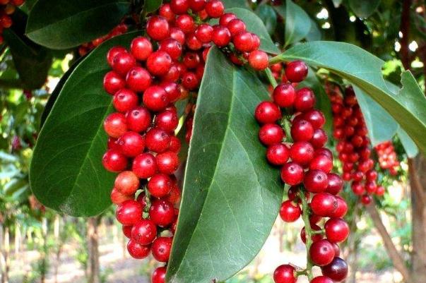 五味子是什么東西 五味子是治療陰虛還是陽虛 五味子是什么東西 五味子是治療陰虛還是陽虛