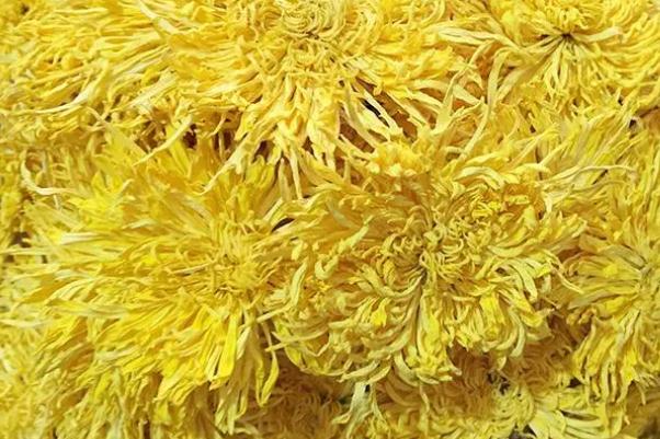 金絲皇菊會(huì)上火嗎 金絲皇菊會(huì)拉肚子嗎 金絲皇菊會(huì)上火嗎 金絲皇菊會(huì)拉肚子嗎