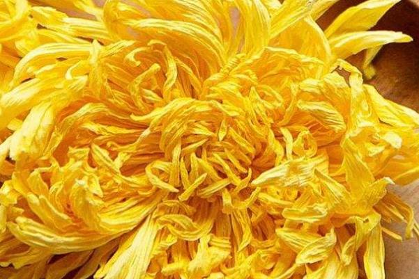 金絲皇菊的功效與作用 金絲皇菊和胎菊哪個(gè)好 金絲皇菊的功效與作用 金絲皇菊和胎菊哪個(gè)好