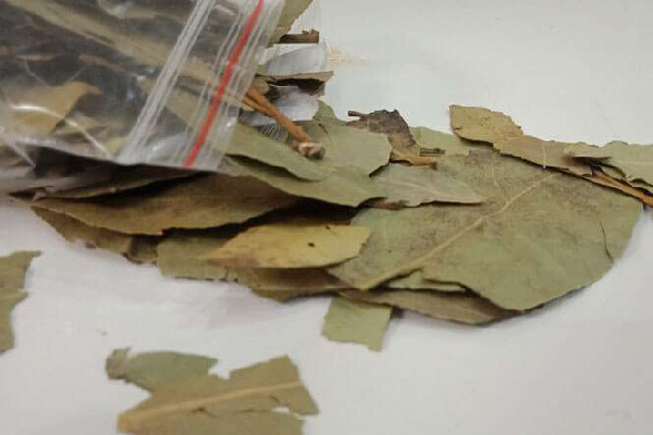 香葉是什么樹的葉子 香葉有幾種 香葉是什么樹的葉子 香葉有幾種