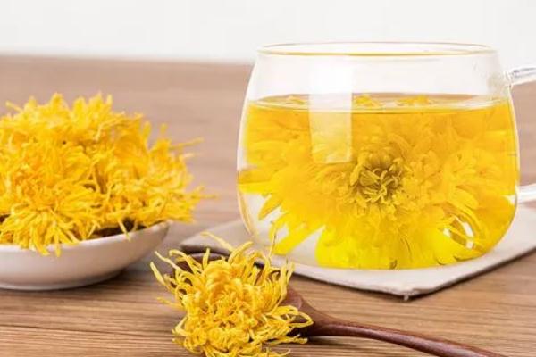 金絲皇菊會(huì)上火嗎 金絲皇菊會(huì)拉肚子嗎 金絲皇菊會(huì)上火嗎 金絲皇菊會(huì)拉肚子嗎