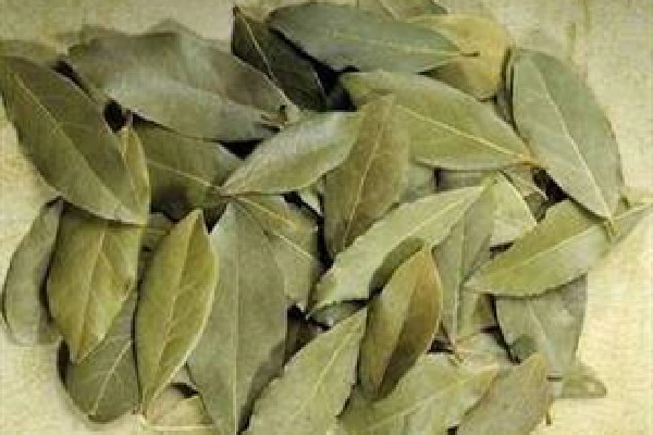 香葉是什么樹的葉子 香葉有幾種 香葉是什么樹的葉子 香葉有幾種