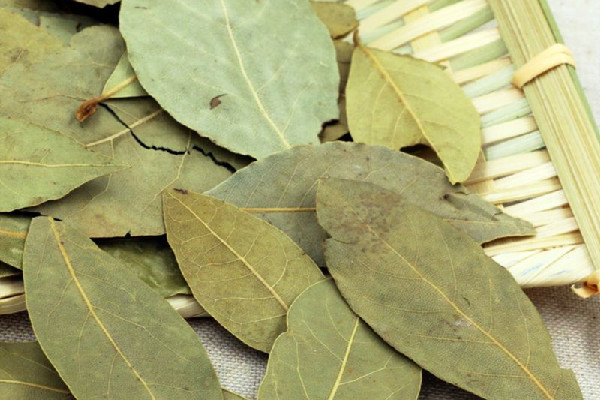 香葉可以煲湯嗎 香葉煲湯放多少 香葉可以煲湯嗎 香葉煲湯放多少