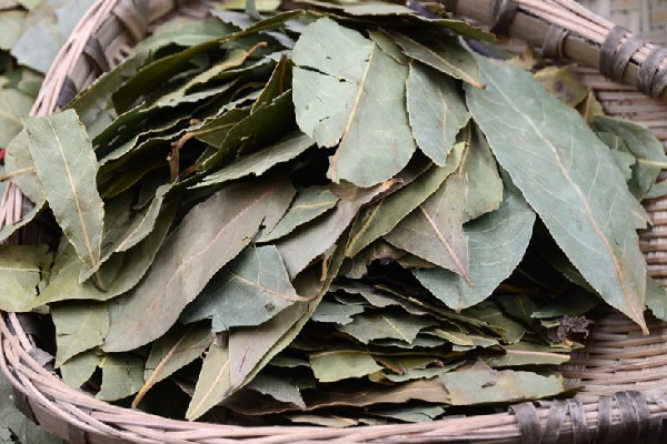 香葉的功效和作用 香葉可以用什么代替 香葉的功效和作用 香葉可以用什么代替