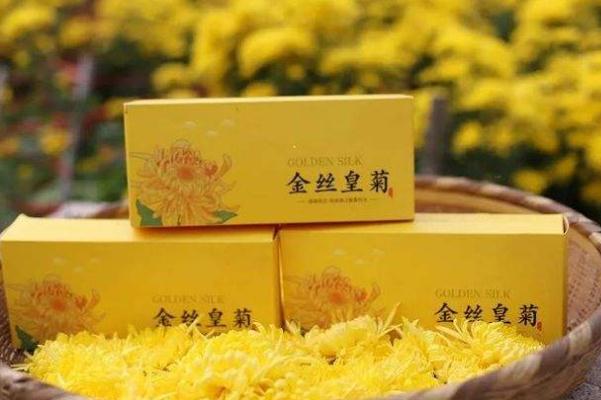 金絲皇菊有蟲(chóng)子正常嗎 如何選擇好的金絲皇菊