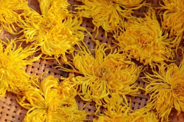 金絲皇菊會(huì)上火嗎 金絲皇菊會(huì)拉肚子嗎 金絲皇菊會(huì)上火嗎 金絲皇菊會(huì)拉肚子嗎