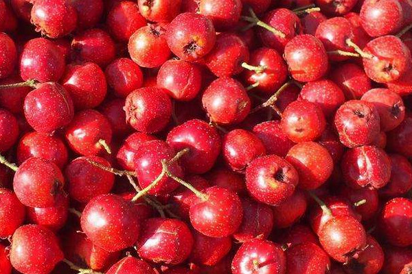 山楂有維生素c嗎 山楂有什么營養(yǎng)價值 山楂有維生素c嗎 山楂有什么營養(yǎng)價值