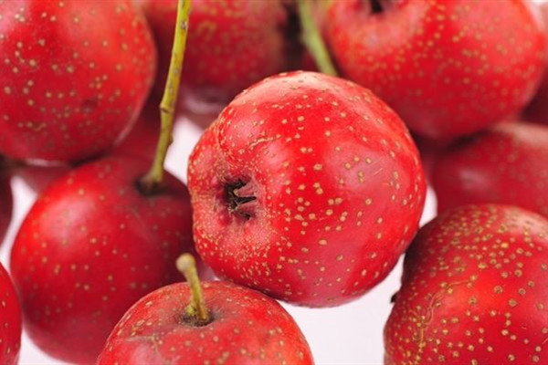 山楂買大的好還是小的好 山楂怎么挑選好的 山楂買大的好還是小的好 山楂怎么挑選好的