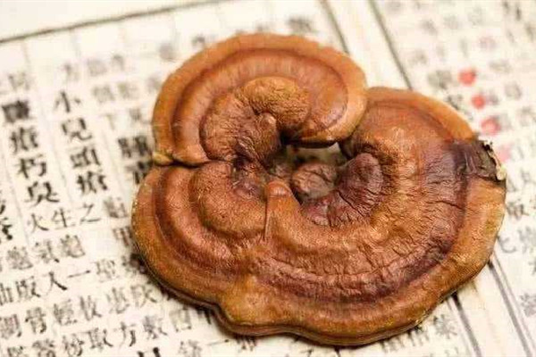 靈芝有哪幾種 靈芝買(mǎi)什么樣的最好 靈芝有哪幾種 靈芝買(mǎi)什么樣的最好