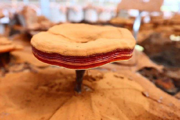 靈芝有哪幾種 靈芝買(mǎi)什么樣的最好 靈芝有哪幾種 靈芝買(mǎi)什么樣的最好