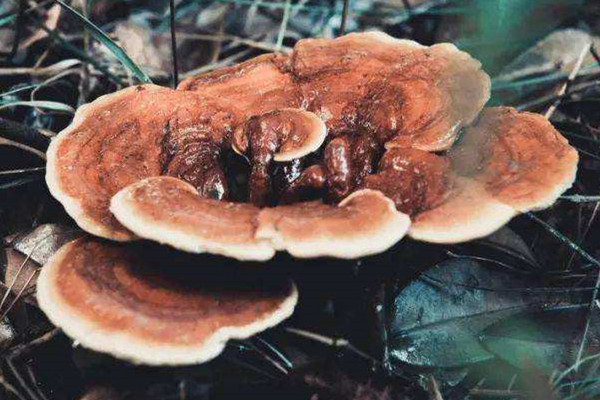 靈芝哪里的產(chǎn)地比較好 靈芝是黑色的好還是棕色的好 靈芝哪里的產(chǎn)地比較好 靈芝是黑色的好還是棕色的好