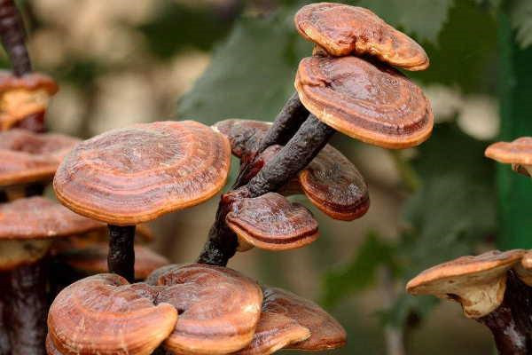 靈芝放久了還能吃嗎 靈芝可以放多久 靈芝放久了還能吃嗎 靈芝可以放多久