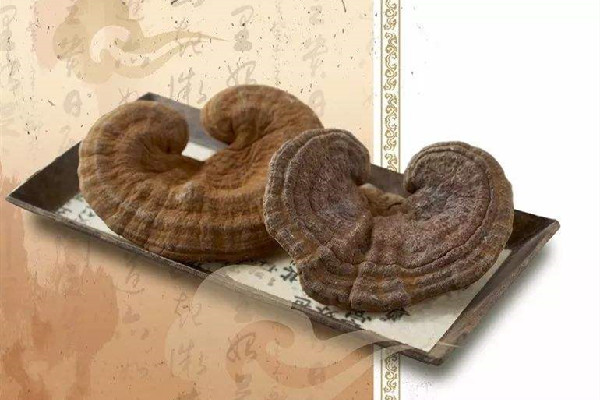 靈芝哪里的產(chǎn)地比較好 靈芝是黑色的好還是棕色的好 靈芝哪里的產(chǎn)地比較好 靈芝是黑色的好還是棕色的好