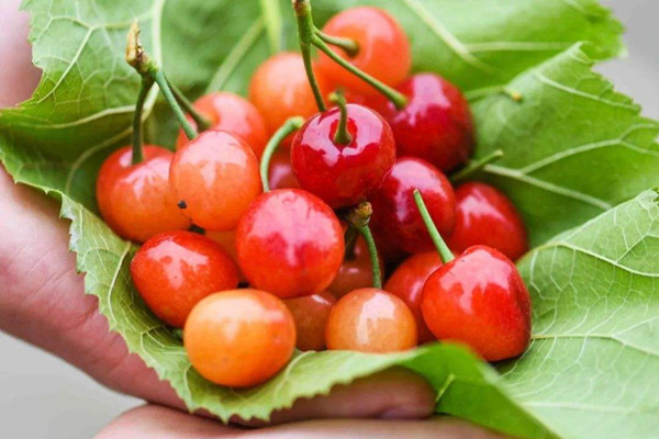 櫻桃是什么味道 櫻桃吃了會(huì)上火嗎 櫻桃是什么味道 櫻桃吃了會(huì)上火嗎