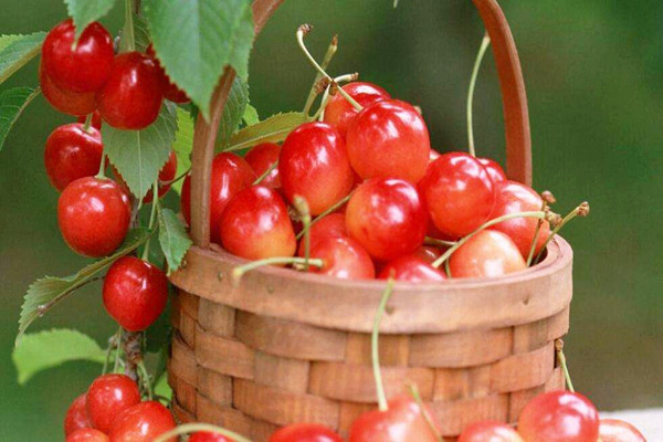 櫻桃是什么味道 櫻桃吃了會(huì)上火嗎 櫻桃是什么味道 櫻桃吃了會(huì)上火嗎