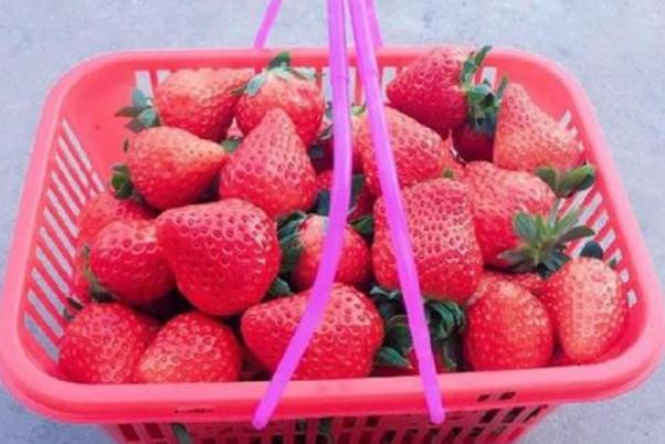 草莓什么季節(jié)成熟 120元買(mǎi)一籃草莓底部塞1斤菜葉 草莓什么季節(jié)成熟 120元買(mǎi)一籃草莓底部塞1斤菜葉