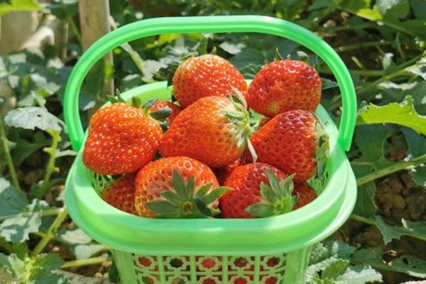 草莓什么季節(jié)成熟 120元買(mǎi)一籃草莓底部塞1斤菜葉 草莓什么季節(jié)成熟 120元買(mǎi)一籃草莓底部塞1斤菜葉