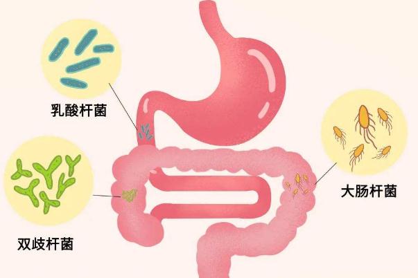 幽門螺桿菌的正常值范圍是多少 幽門螺桿菌傳染嗎傳播途徑是什么 幽門螺桿菌的正常值范圍是多少 幽門螺桿菌傳染嗎傳播途徑是什么