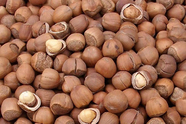 榛子煮多久才會煮 榛子怎么煮容易殼容易剝 榛子煮多久才會煮 榛子怎么煮容易殼容易剝