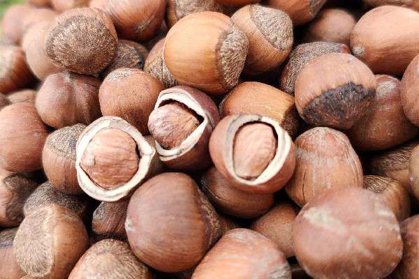 榛子是什么樹的果實 榛子是哪個地方的特產(chǎn) 榛子是什么樹的果實 榛子是哪個地方的特產(chǎn)